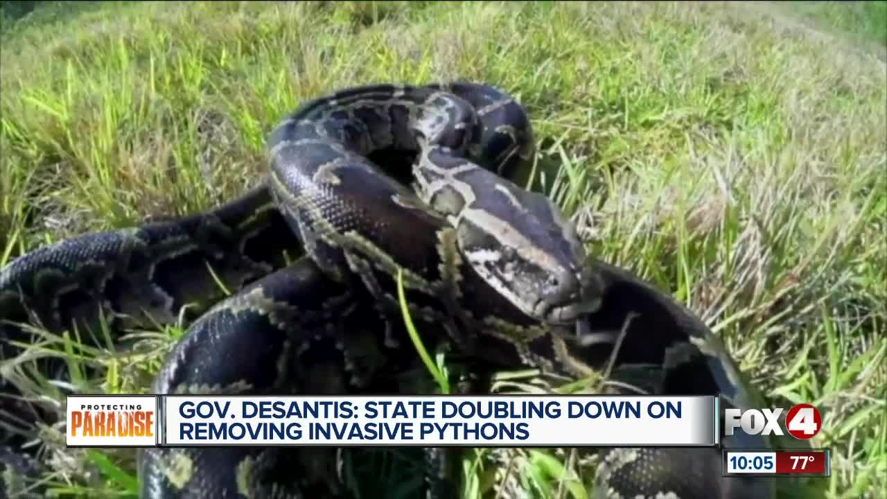 Governor DeSantis is getting tough on removing invasive pythons