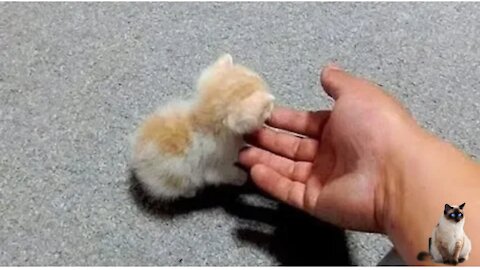 Cute is not enough dogs and cats