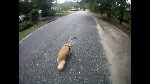 September 13th, 66º, Flynn'd never seen in ground sprinklers til today, wanted nothing to do with it