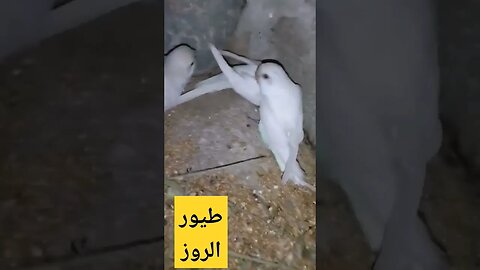 طيور الروز البيضاء الناذرة