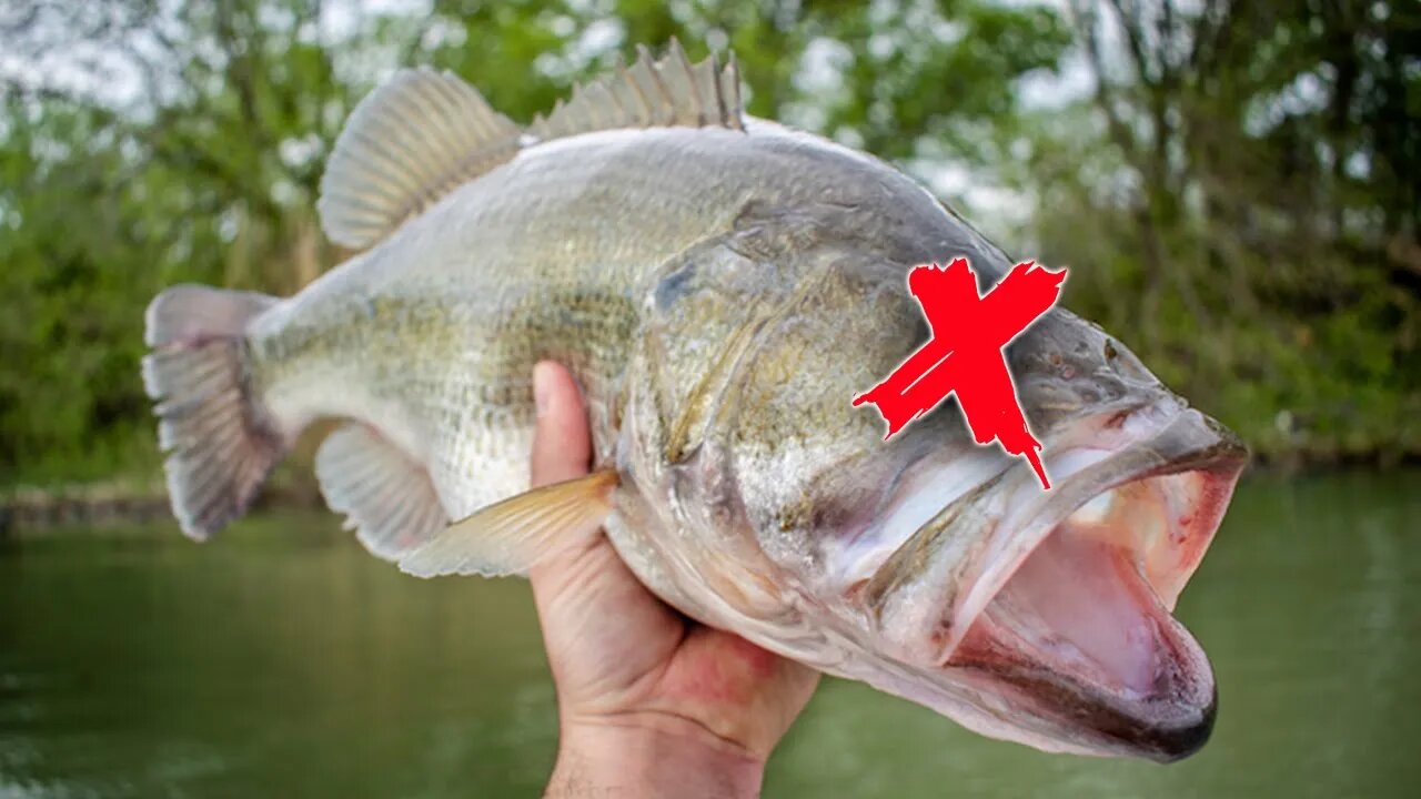 We HAVE To CHANGE MINDS About Bass Fishing w/ Shan O' Gorman Aquatic Biologist