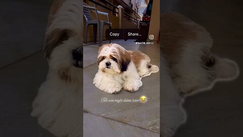 #dog #shorts #fun #doglover #cute #shihtzu #reels #funny #ytshorts #youtubeshorts #trending #youtube