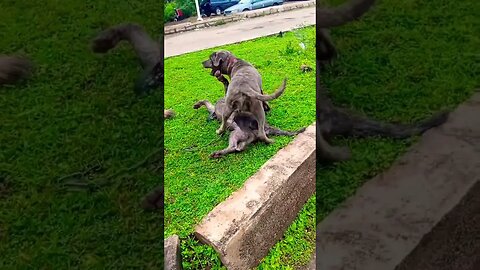 Bullmastiff Fighting!!! #shorts #doglover