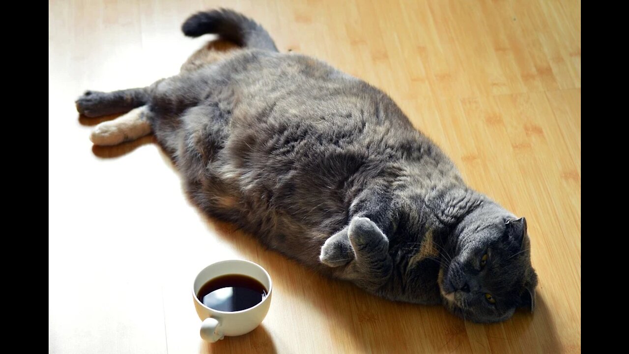 FUNNIEST ANIMALS, Try Not To Laugh