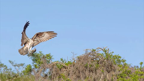 Ospreys of Blue Cypress Lake, Sony A1/Sony Alpha1, 4k