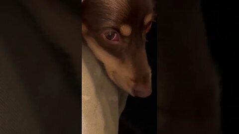 Doxie eyes to uplift your soul