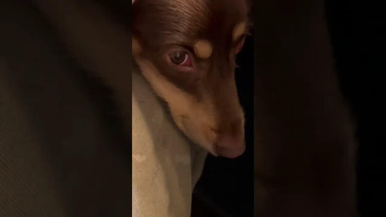 Doxie eyes to uplift your soul