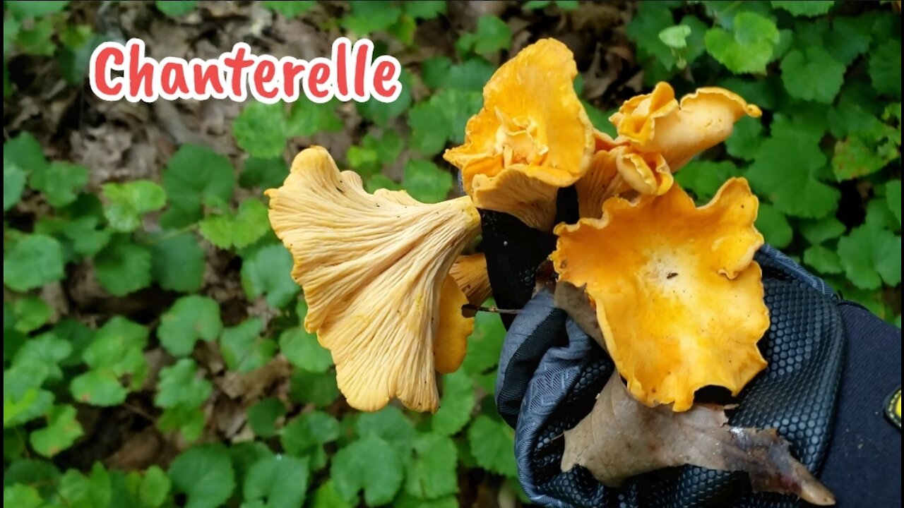 Foraging Chanterelle in July 2021