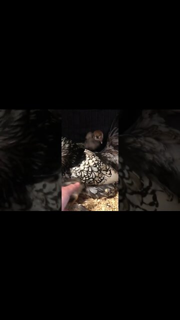 Mother hen won't accept some abandoned chicks