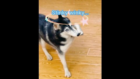 Dog, it's my misfortune to have such an owner...