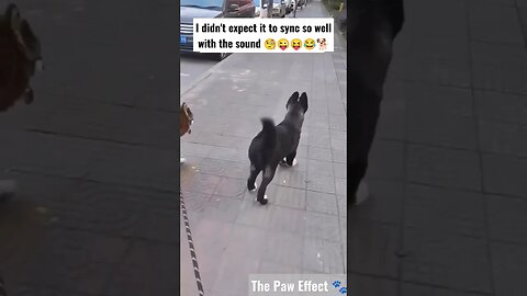 because I'm Happy 🐾 #2023 #funny #dog #shorts