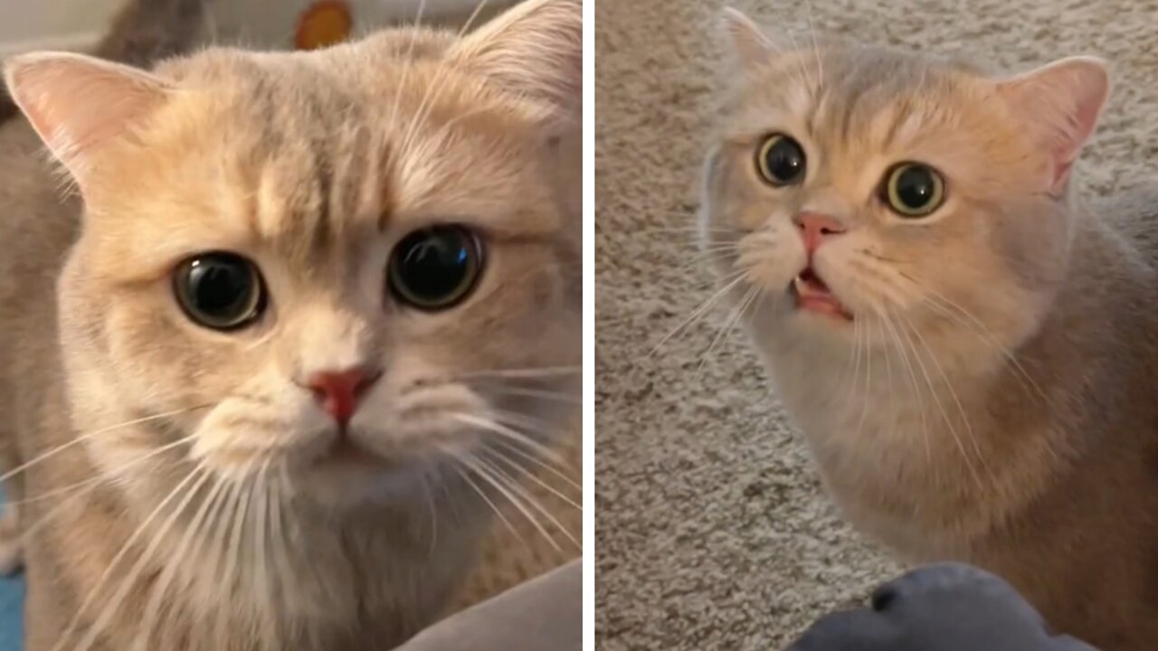 Cute Persian cat Cheating me