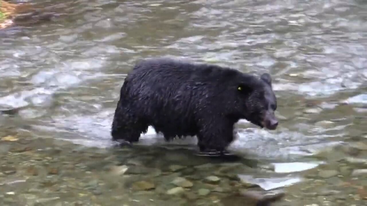 Black Bear America | Catch Fish for Lunch