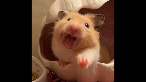 "Tiny Moments, Big Laughs!"