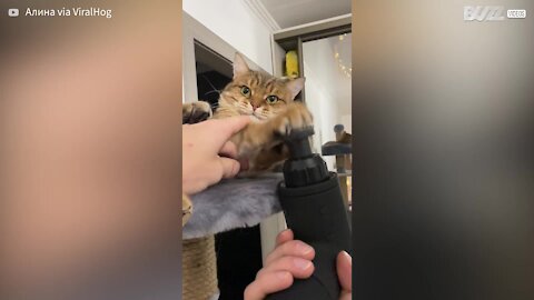 Ce chat tombe amoureux de son appareil à massage