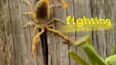 Mantis and scorpion🦂 fighting.