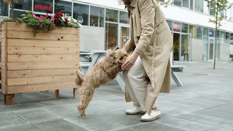 Doggy training