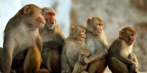 Funny animals# Nature of life monkey#39#love animals.