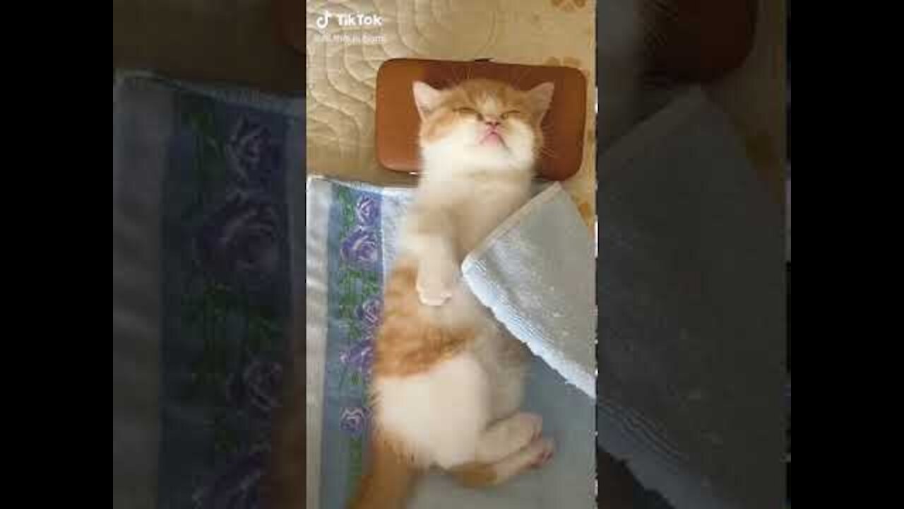 Lovely Cat, funny cat videos 1338