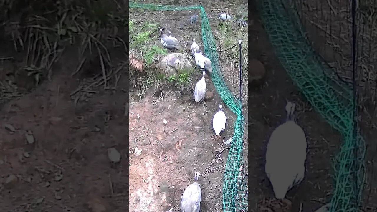 This electric bird fencing is working well 🤣😂