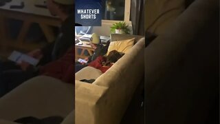 Why did you let them in? #shorts #cat #dog #animals #funny #reaction