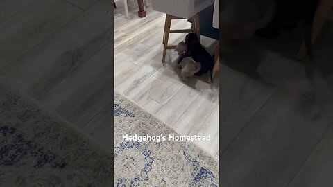 Our new puppies #hedgehogshomestead #LabPups