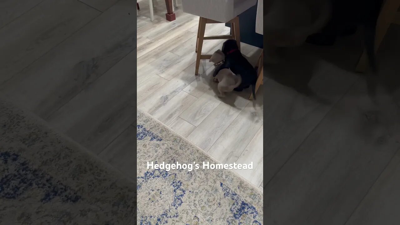 Our new puppies #hedgehogshomestead #LabPups