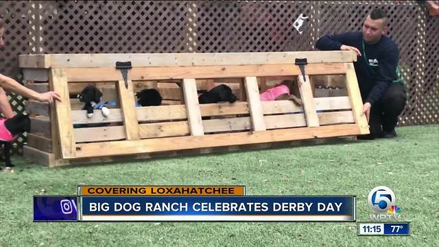 Big Dog Ranch Rescue celebrates derby day in their own way