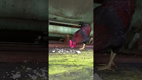 Feeding Chicken #trending #fypシ #videos #shortsvideo #video #fyp #shorts #short #reels #reel