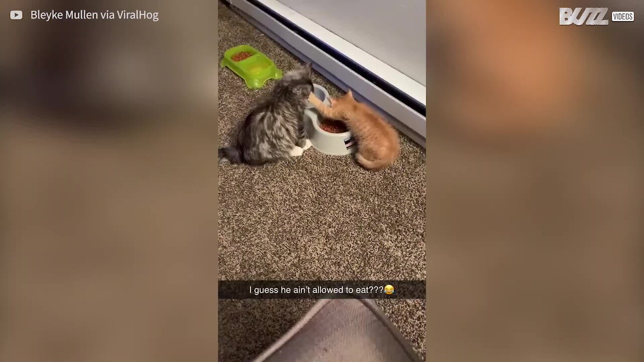 Ce chaton défend sa gamelle avec détermination