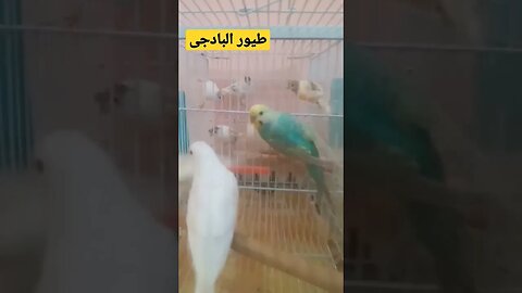 طيور البادجى كيوت روعة مرحبا