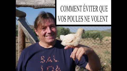 COMMENT ÉVITER QUE VOS POULES NE VOLENT