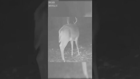 Deer Sheds Its Antlers #nature #shorts