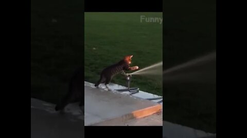 Awesome Funny Pet Animals Life Videos Part 01