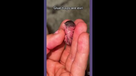 Mother and baby left to starve to death on a glue trap, while the homeowners went on vacation…