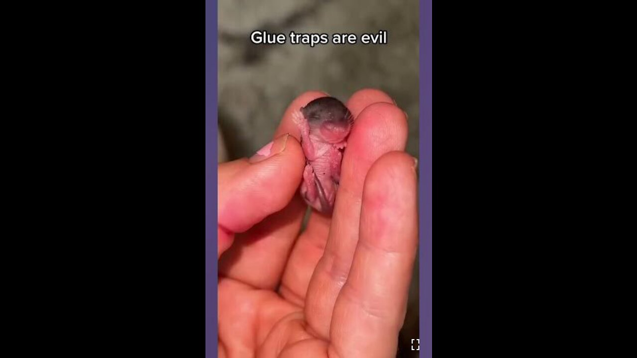 Mother and baby left to starve to death on a glue trap, while the homeowners went on vacation…