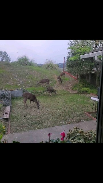 Deer daily grazing in backyard