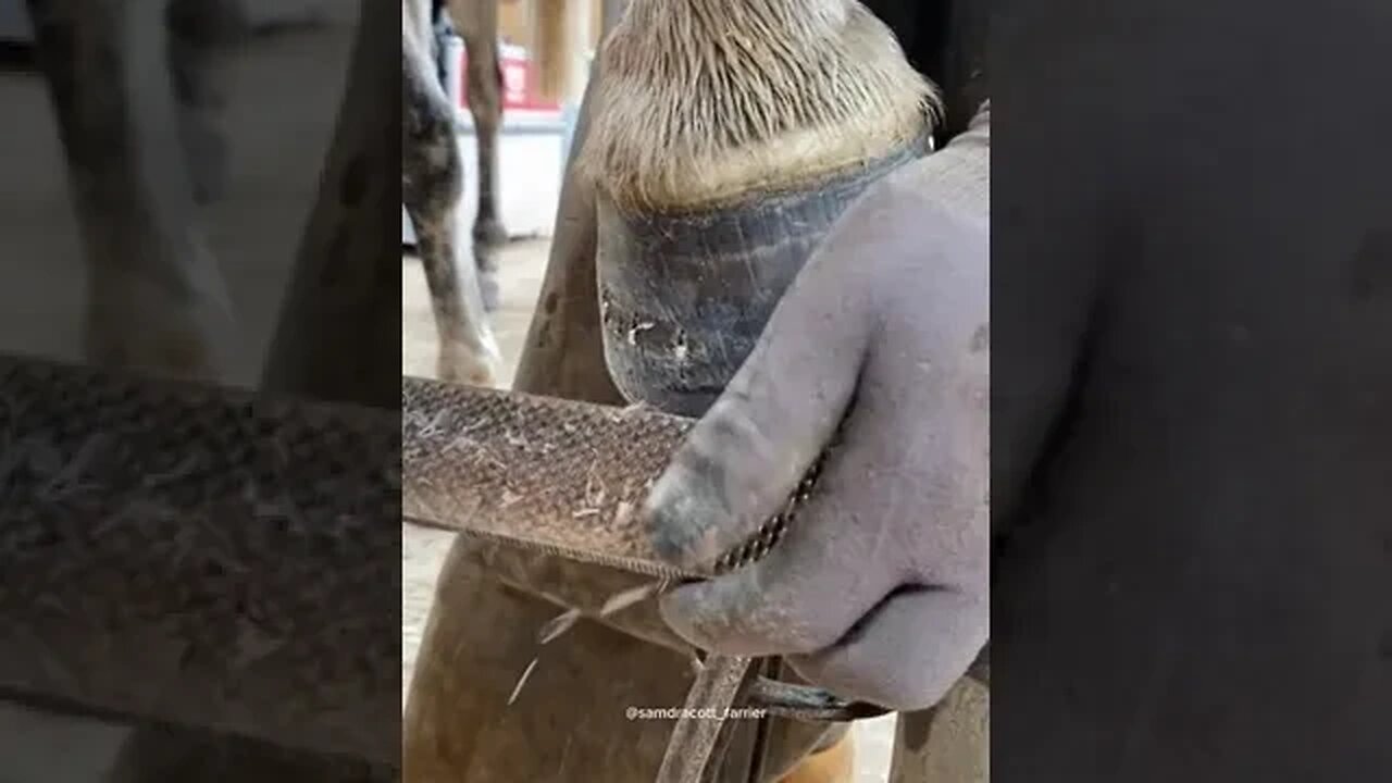 Clenching up #samdracottfarrier #farrier #horsetok #farmtok #equestrian #satisfying #