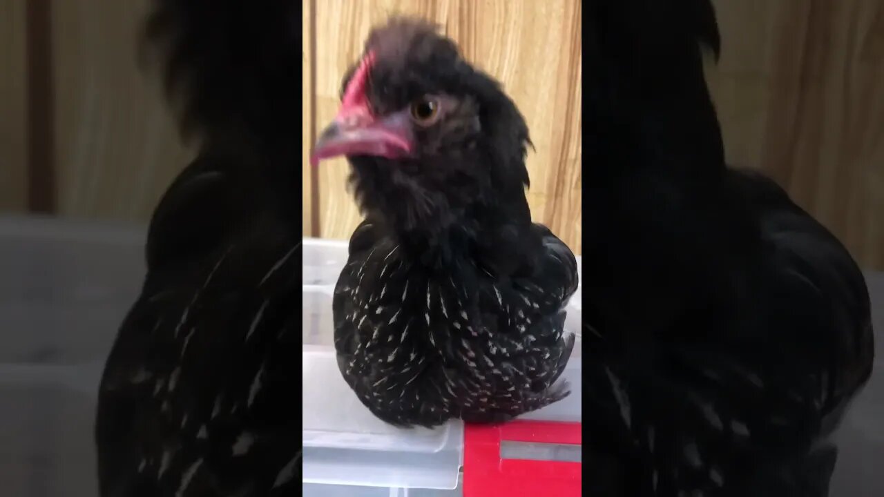 Injured chick sleeping alone. Chicks pecked his wound.