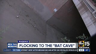 Thousands of bats flock to Phoenix