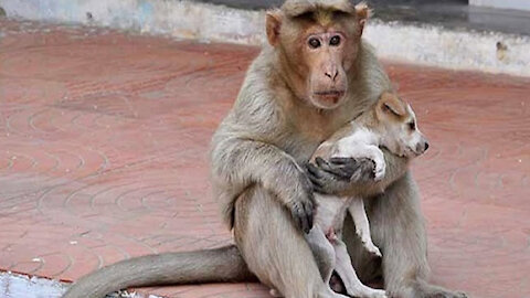 dog and monkey become friends