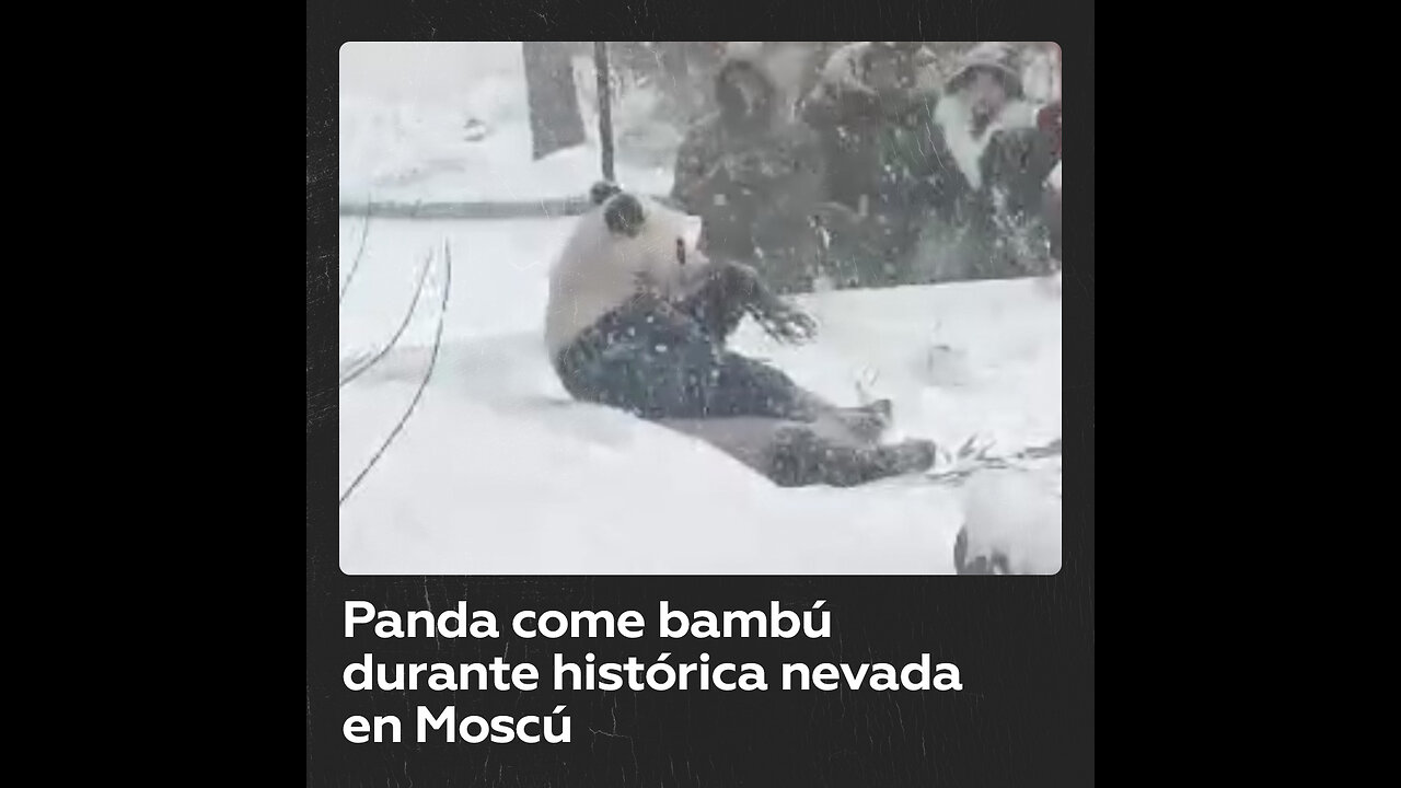 Panda del zoo de Moscú disfruta de la nevada comiendo bambú
