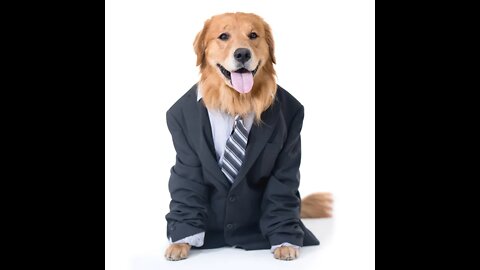 ►Watch how to play with your dog or cat
