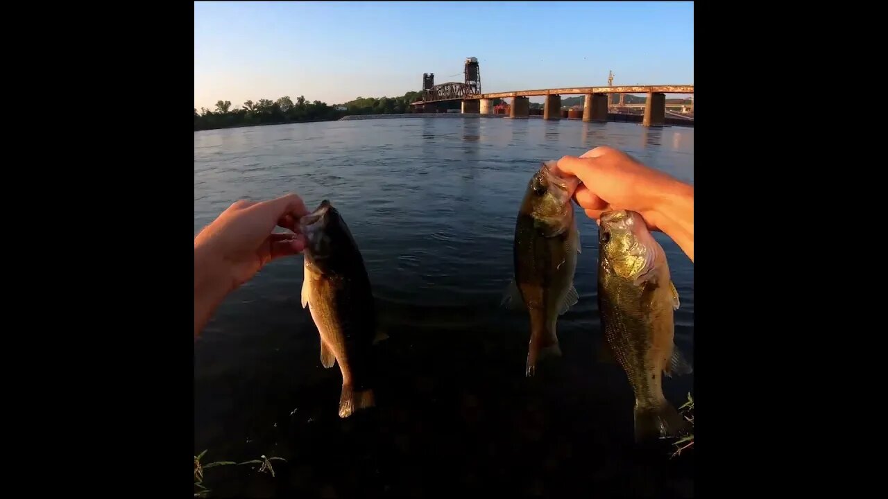 Releasing the bass from the cast net