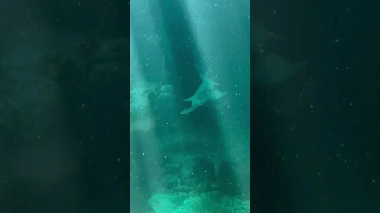 Found this monster of the sea #shorts