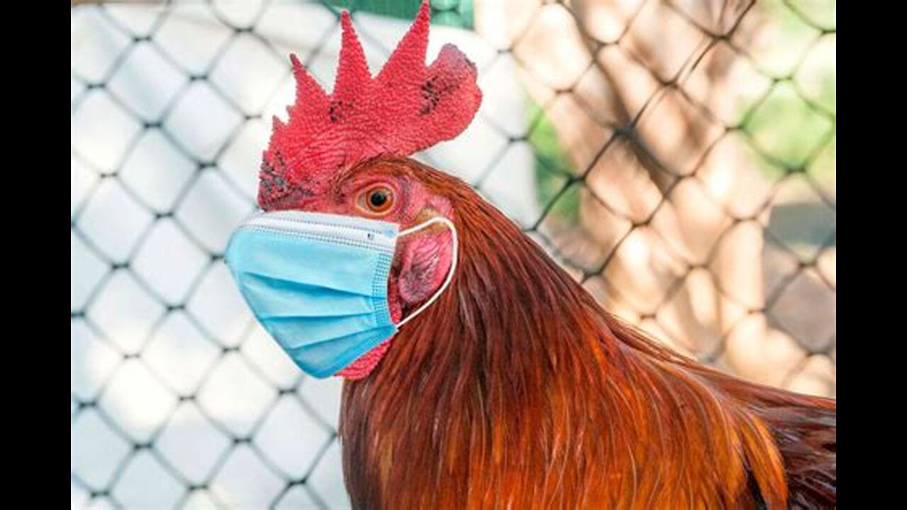 GRIPE AVIÁRIA E AS FALSAS NARRATIVAS