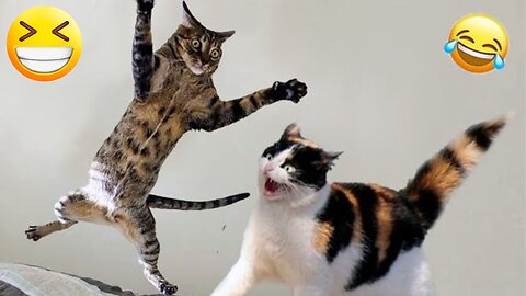 Funny animals - Funny cats / dogs - Funny animal videos