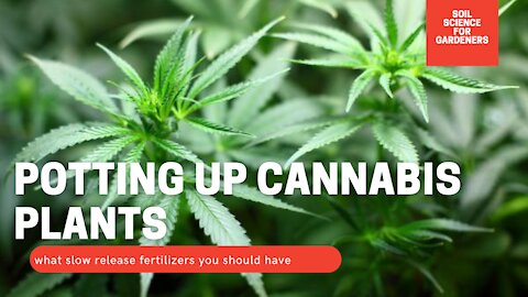 Repotting Cannabis Plants With A Soil Scientist