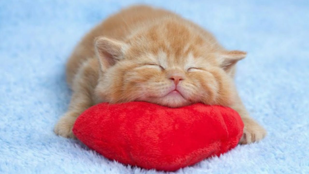 Funny Cats Sleeping in Weird Positions Compilation