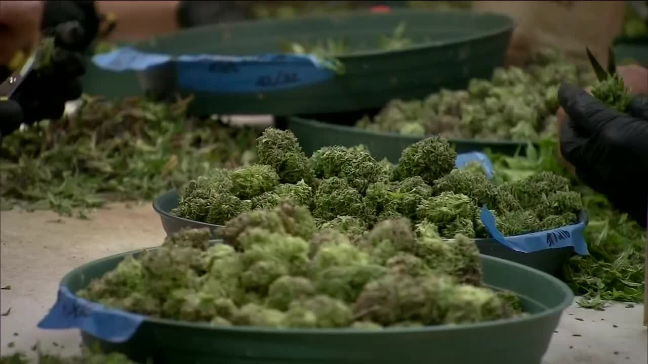 PolitiFact Wisconsin: Legalizing marijuana and the ousting of Rep. Cheney